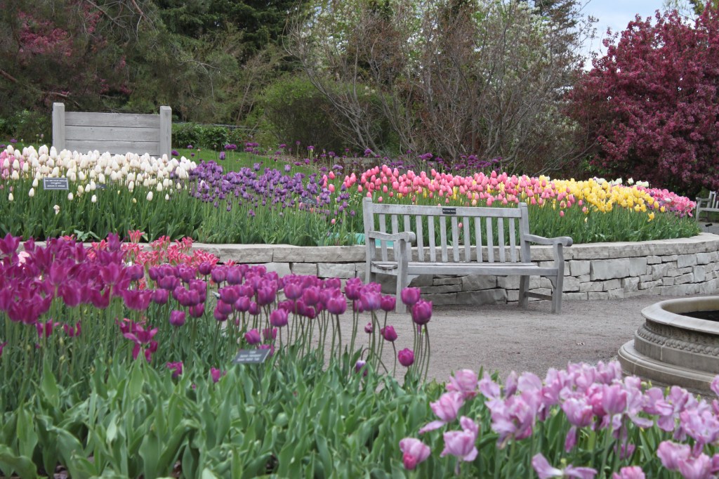 Mass Planting of Tulips II