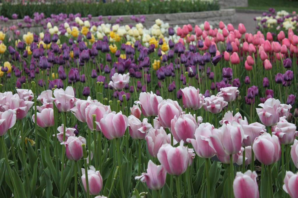 Mass Planting of Tulips