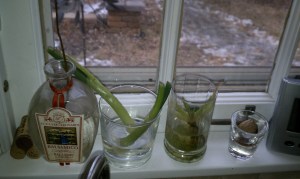 Windowsill Garden 2