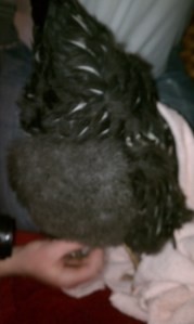 Fluffy butt returns!