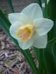 Daffodil